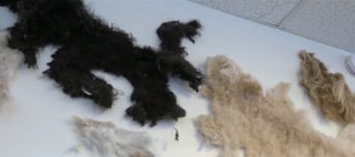 Illustration de l'article : Le geste admirable d'une toiletteuse pour aider les chiens de sans-abris à mieux supporter la chaleur accablante de l'été