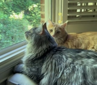 Illustration de l'article : La posture assise peu commune de ce Maine Coon lui vaut le surnom de "bouddha des chats" (vidéo)