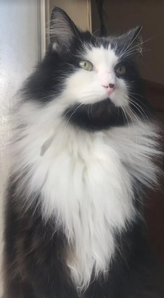 Illustration de l'article : Sans nouvelles du chat dont elle a été forcée de se séparer, une famille cherchant un animal à adopter tombe sur une annonce troublante