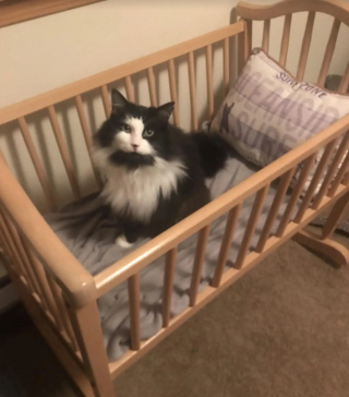 Illustration de l'article : Sans nouvelles du chat dont elle a été forcée de se séparer, une famille cherchant un animal à adopter tombe sur une annonce troublante