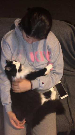 Illustration de l'article : Sans nouvelles du chat dont elle a été forcée de se séparer, une famille cherchant un animal à adopter tombe sur une annonce troublante