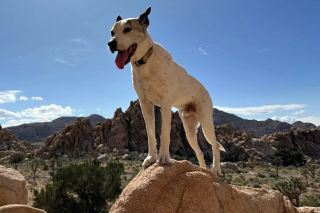 Illustration de l'article : Grâce à la technologie et à une famille bienveillante, Josh le chien retrouve son propriétaire
