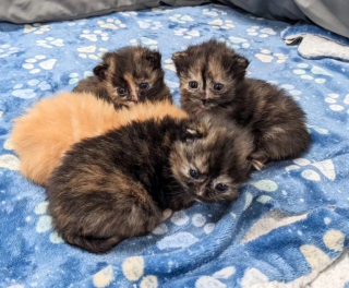 Illustration de l'article : Une chatte accouche dans un garage et repart sans ses 4 chatons, mais d'autres animaux insoupçonnés vont prendre le relais pour s'occuper d'eux