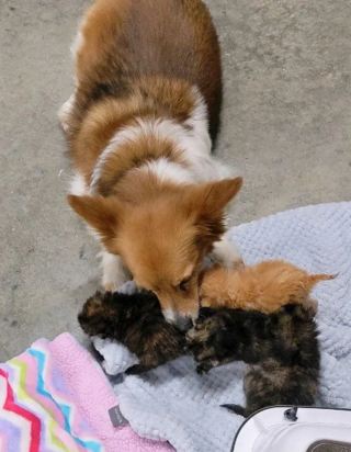 Illustration de l'article : Une chatte accouche dans un garage et repart sans ses 4 chatons, mais d'autres animaux insoupçonnés vont prendre le relais pour s'occuper d'eux