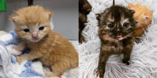 Illustration de l'article : Une chatte accouche dans un garage et repart sans ses 4 chatons, mais d'autres animaux insoupçonnés vont prendre le relais pour s'occuper d'eux