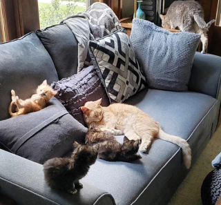 Illustration de l'article : Une chatte accouche dans un garage et repart sans ses 4 chatons, mais d'autres animaux insoupçonnés vont prendre le relais pour s'occuper d'eux