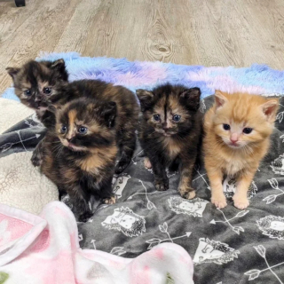 Illustration de l'article : Une chatte accouche dans un garage et repart sans ses 4 chatons, mais d'autres animaux insoupçonnés vont prendre le relais pour s'occuper d'eux