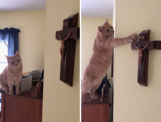 Illustration de l'article : 20 photos prouvant que les chats sont des créatures divines