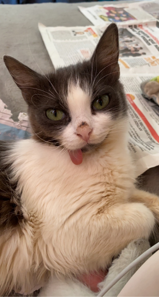Illustration de l'article : Une chatte concernée par des syndromes rares affronte les défis jusqu'au bout avec le soutien inébranlable de son ange gardien (vidéo)