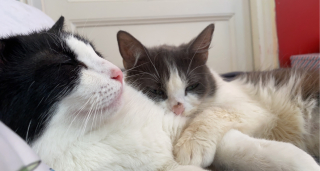 Illustration de l'article : Une chatte concernée par des syndromes rares affronte les défis jusqu'au bout avec le soutien inébranlable de son ange gardien (vidéo)