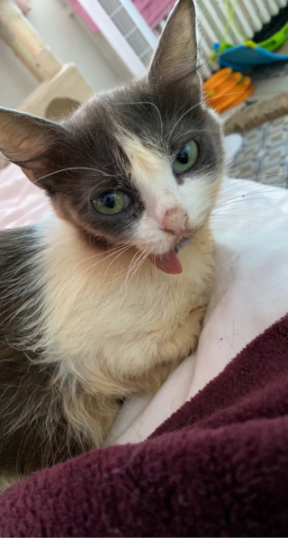 Illustration de l'article : Une chatte concernée par des syndromes rares affronte les défis jusqu'au bout avec le soutien inébranlable de son ange gardien (vidéo)