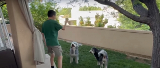 Illustration de l'article : Un garçon de 13 ans remporte un concours en inventant un jouet pour chiens les aidant à rester hydratés pendant qu'ils jouent