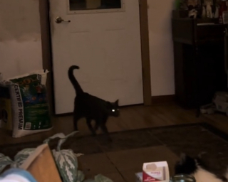 Illustration de l'article : Un chat dévoile à sa famille désemparée le mystère de la porte de garage qui s'ouvrait systématiquement