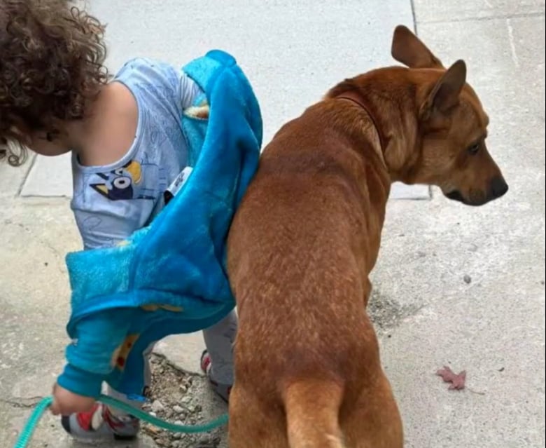 Illustration de l'article : 2 enfants en bas &acirc;ge et leur m&egrave;re sauv&eacute;s d&rsquo;un incendie par leur chien de refuge