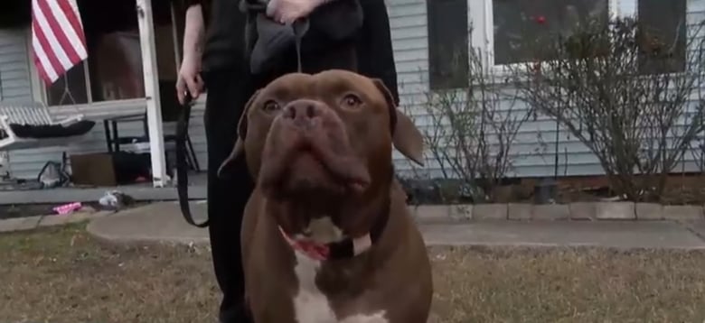 Illustration de l'article : Ce chien sauve toute sa famille d’un incendie destructeur et devient un véritable ange gardien