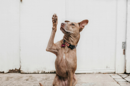 5-raisons-pour-lesquelles-votre-chien-pose-sa-patte-sur-vous