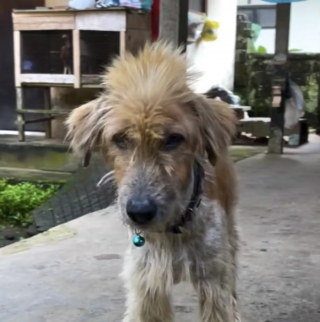 Illustration de l'article : Un chien "errant" retrouve son beau pelage et la santé avec l'aide d'un bénévole, puis disparaît pour une bonne raison