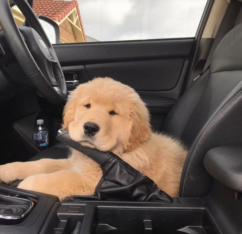 Illustration de l'article : 13 animaux de compagnie qui savent s’y prendre pour attirer l’attention de leurs propriétaires