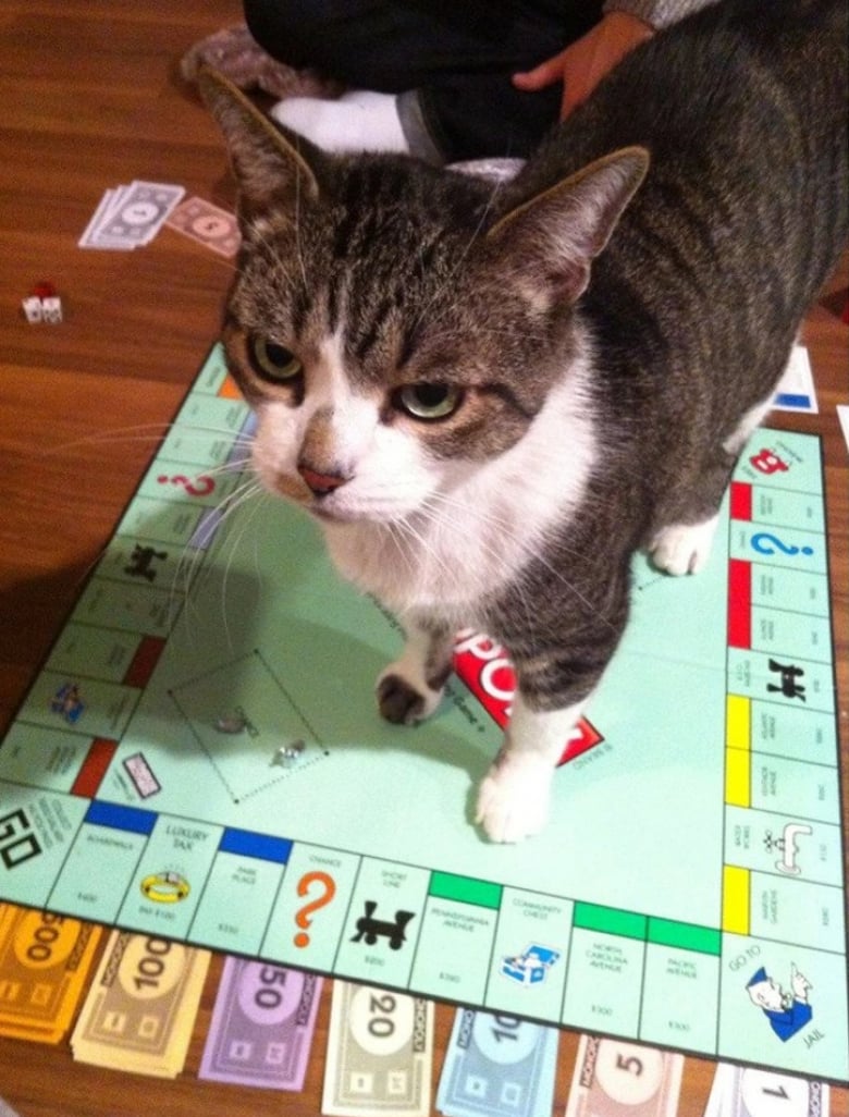 Illustration de l'article : 13 animaux de compagnie qui savent s’y prendre pour attirer l’attention de leurs propriétaires