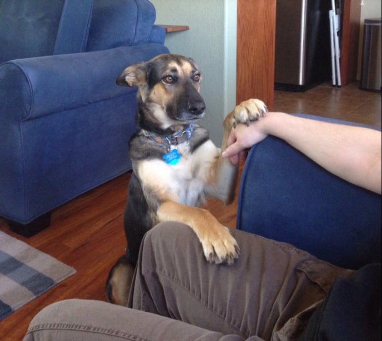 Illustration de l'article : 13 animaux de compagnie qui savent s’y prendre pour attirer l’attention de leurs propriétaires