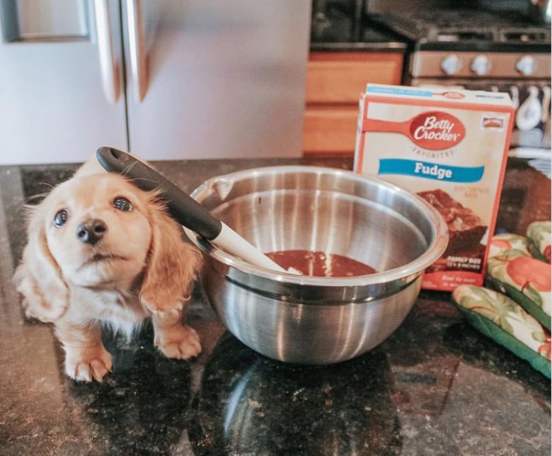 Illustration de l'article : 13 animaux de compagnie qui savent s’y prendre pour attirer l’attention de leurs propriétaires