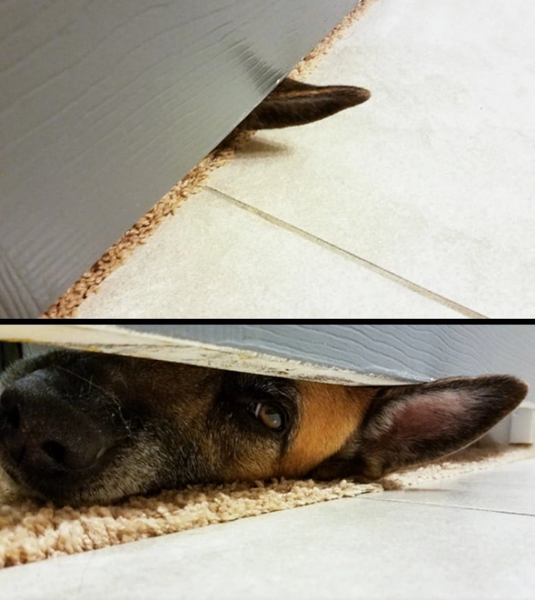 Illustration de l'article : 13 animaux de compagnie qui savent s’y prendre pour attirer l’attention de leurs propriétaires