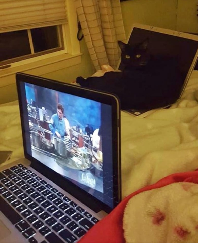 Illustration de l'article : 13 animaux de compagnie qui savent s’y prendre pour attirer l’attention de leurs propriétaires