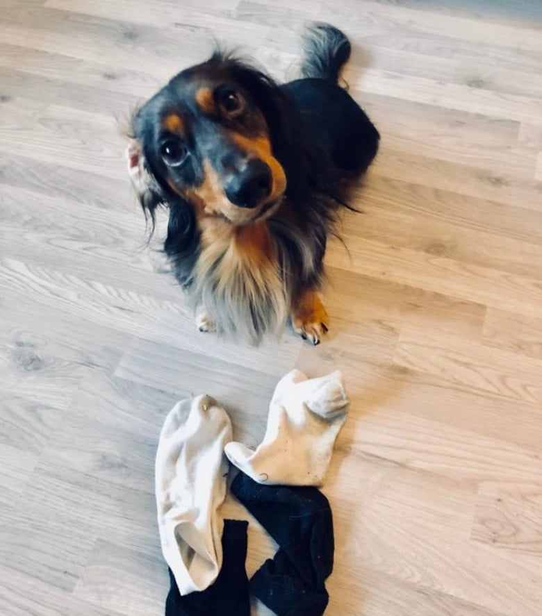 Illustration de l'article : 13 animaux de compagnie qui savent s’y prendre pour attirer l’attention de leurs propriétaires