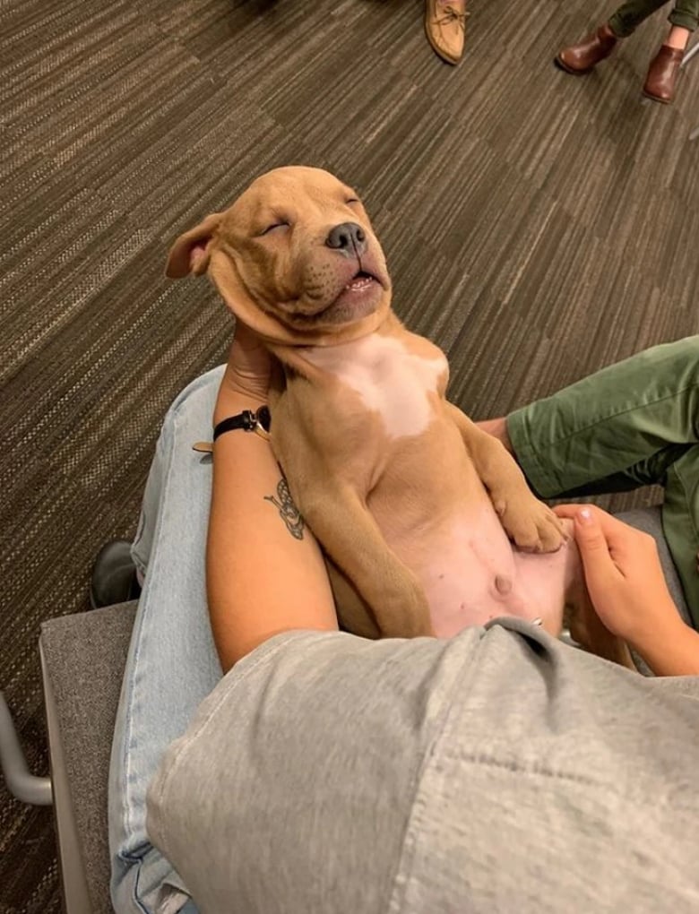 Illustration de l'article : 13 animaux de compagnie qui savent s’y prendre pour attirer l’attention de leurs propriétaires