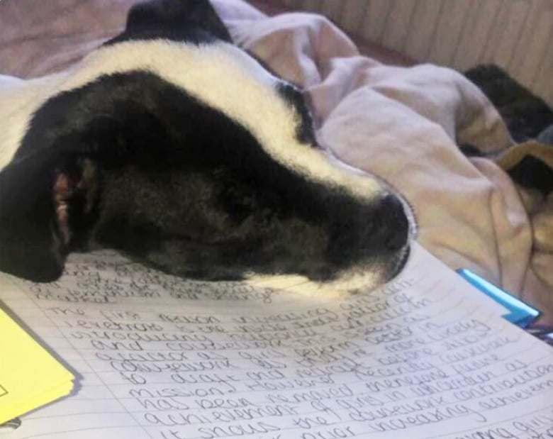 Illustration de l'article : 13 animaux de compagnie qui savent s’y prendre pour attirer l’attention de leurs propriétaires