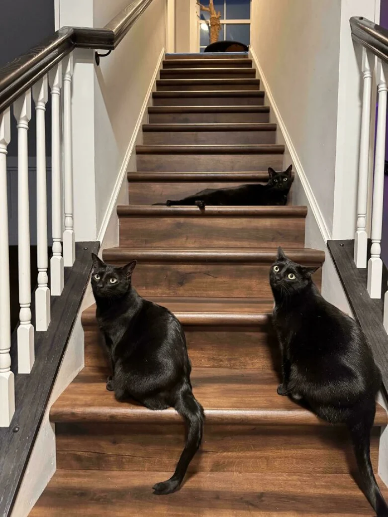 Illustration de l'article : 18 photos qui prouvent que les chats aussi peuvent avoir un esprit de meute