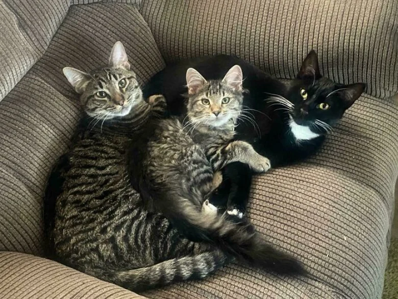 Illustration de l'article : 18 photos qui prouvent que les chats aussi peuvent avoir un esprit de meute