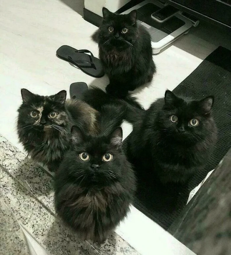 Illustration de l'article : 18 photos qui prouvent que les chats aussi peuvent avoir un esprit de meute