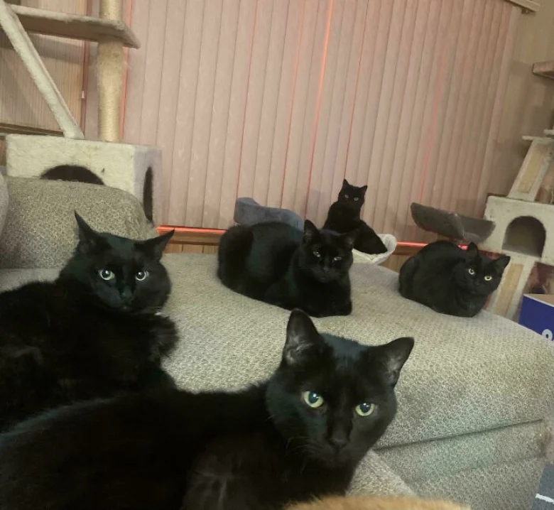 Illustration de l'article : 18 photos qui prouvent que les chats aussi peuvent avoir un esprit de meute