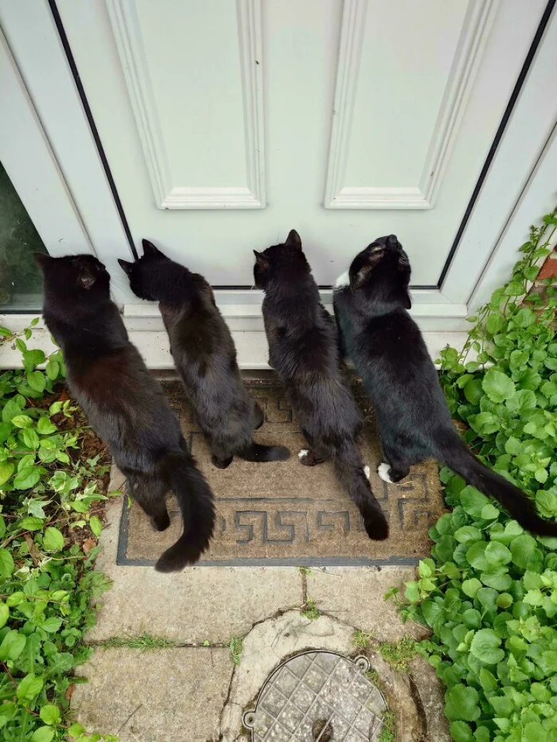 Illustration de l'article : 18 photos qui prouvent que les chats aussi peuvent avoir un esprit de meute