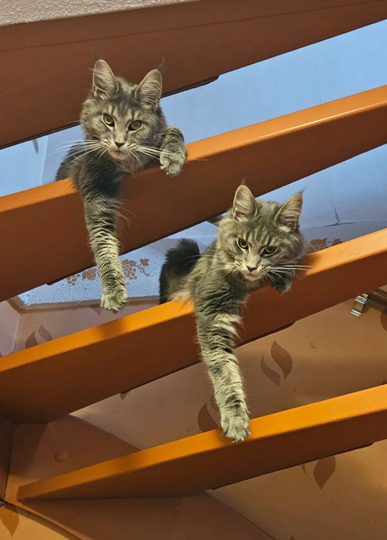 Illustration de l'article : 18 photos qui prouvent que les chats aussi peuvent avoir un esprit de meute