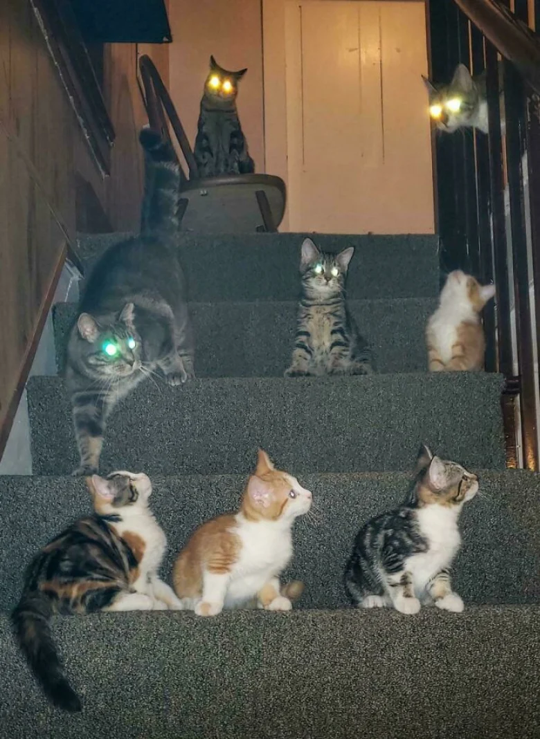 Illustration de l'article : 18 photos qui prouvent que les chats aussi peuvent avoir un esprit de meute