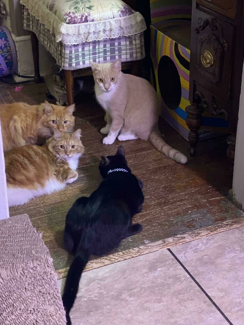 Illustration de l'article : 18 photos qui prouvent que les chats aussi peuvent avoir un esprit de meute