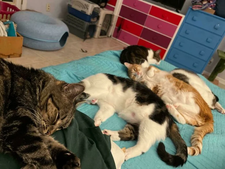 Illustration de l'article : 18 photos qui prouvent que les chats aussi peuvent avoir un esprit de meute