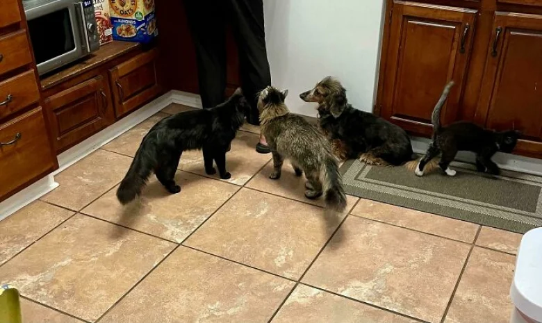 Illustration de l'article : 18 photos qui prouvent que les chats aussi peuvent avoir un esprit de meute