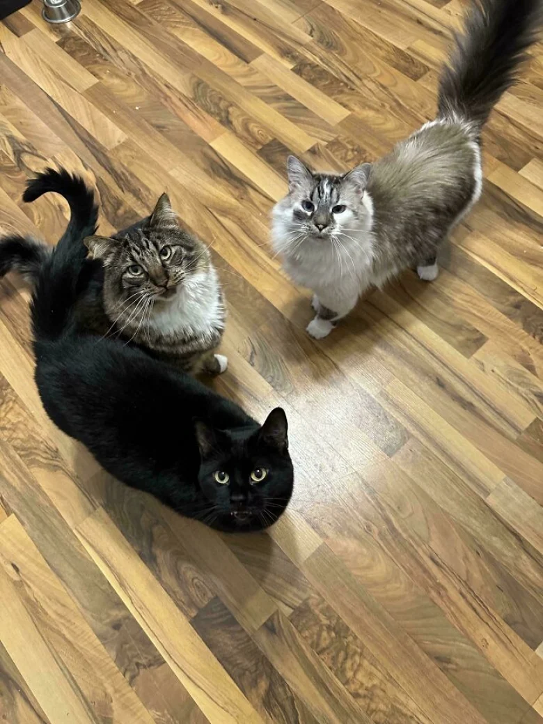 Illustration de l'article : 18 photos qui prouvent que les chats aussi peuvent avoir un esprit de meute