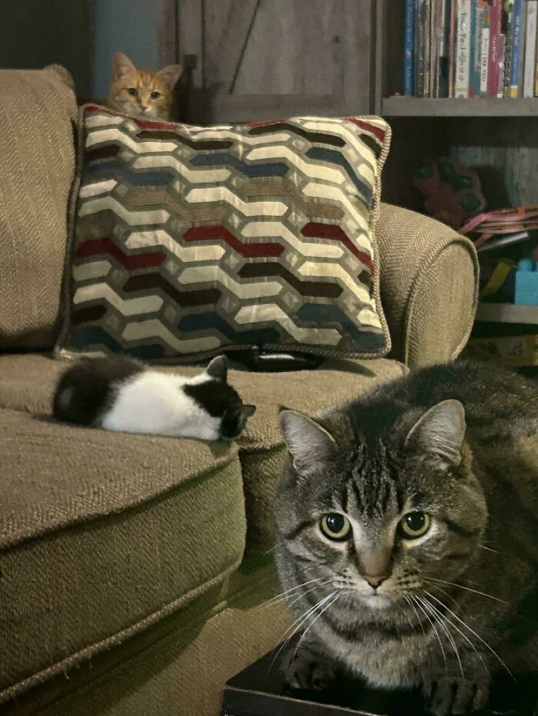 Illustration de l'article : 18 photos qui prouvent que les chats aussi peuvent avoir un esprit de meute