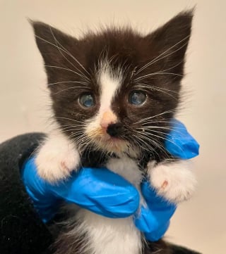 Illustration de l'article : Né dans un refuge et seul survivant de sa portée, ce chaton avec des problèmes de santé fait preuve d'une joie de vivre inspirante