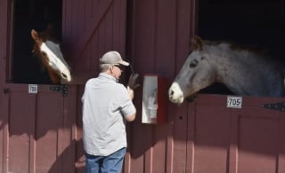 Illustration de l'article : De nombreux propriétaires font tout leur possible pour sauver la vie de leurs chevaux menacée par un incendie