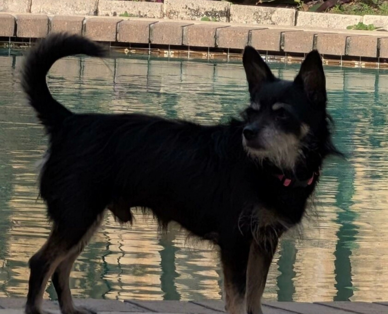 Illustration de l'article : Abandonné à l’âge de 13 ans à cause d’un événement malheureux, ce chien cherchait une nouvelle famille