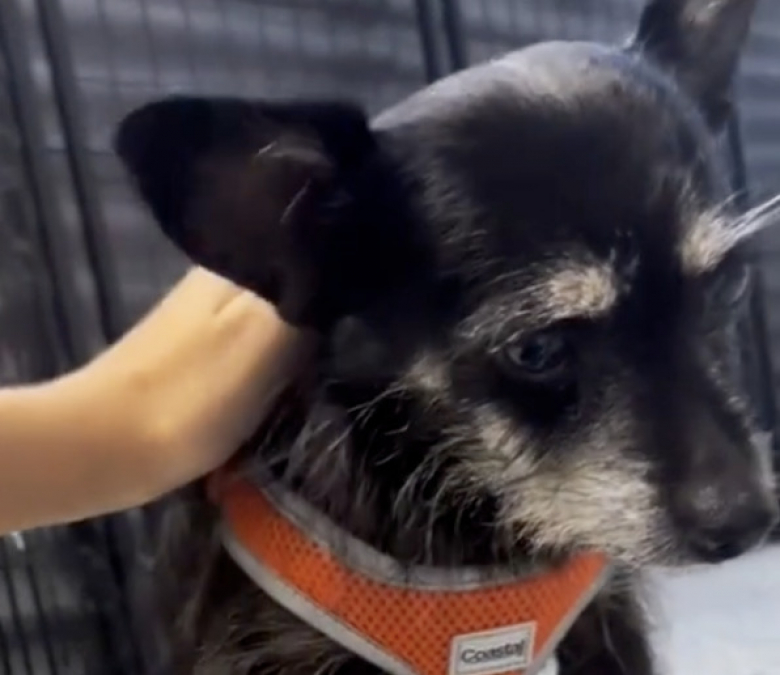 Illustration de l'article : Abandonné à l’âge de 13 ans à cause d’un événement malheureux, ce chien cherchait une nouvelle famille