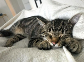 Illustration de l'article : 16 chats pour qui il est toujours l’heure de faire la sieste