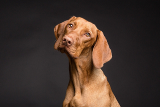 Illustration de l'article : 7 indices qui prouvent l’intelligence des chiens