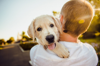 Illustration de l'article : 10 raisons pour lesquelles votre chien est le plus heureux lorsqu’il est auprès de vous