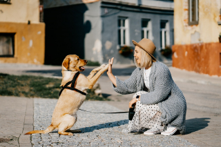 Illustration de l'article : 10 raisons pour lesquelles votre chien est le plus heureux lorsqu’il est auprès de vous